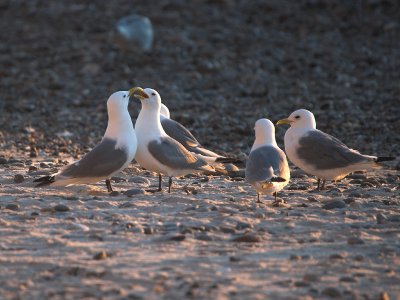 Kittiwake - Ride - Rissa tridactyla