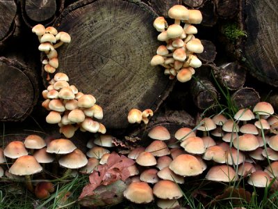 Knippe Svovlhat - Hypholoma fasciculare