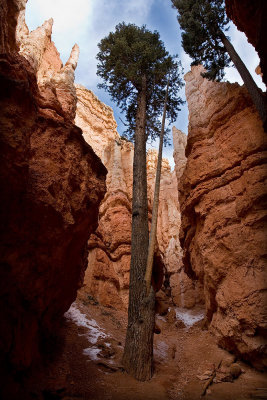 Bryce hike