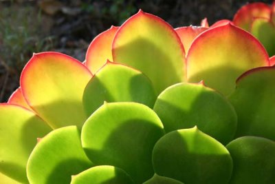 35-Red Tips copy.jpg
