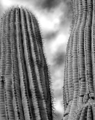 Two Saguaros.jpg