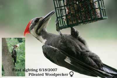 pileated-woodpecker
