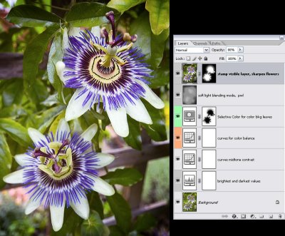 passion-flower-cc.jpg