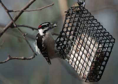 D80 Feeder Birds