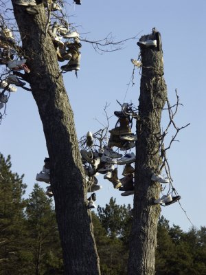 Shoe Tree