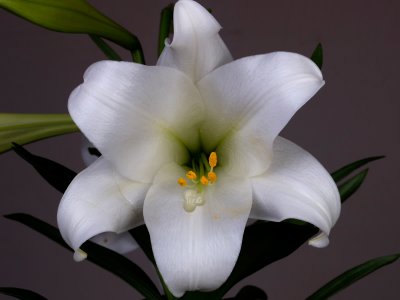 Easter Lilly.