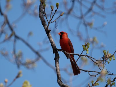 Morning Cardinal.