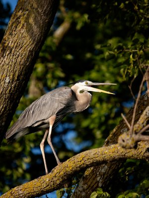 Heron in tree.