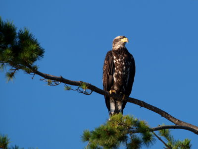 Sitting eagle.