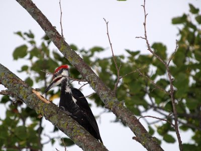 Pileated.