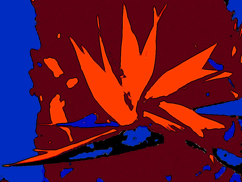 Bird of Paradise