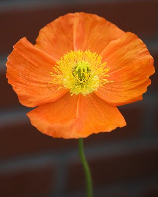 Poppy 2