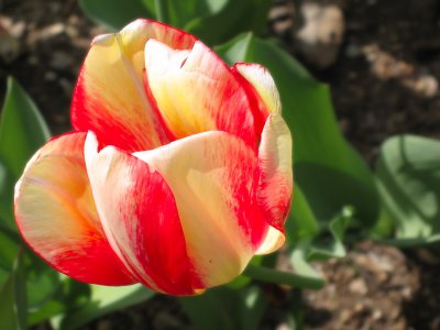 A Tulip for Easter