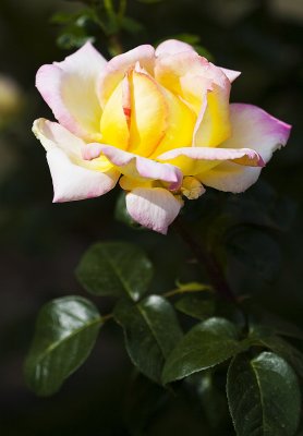 April 11:  A Rose