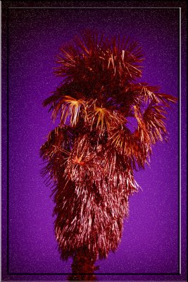 April 12:  A Southern California Palm Tree