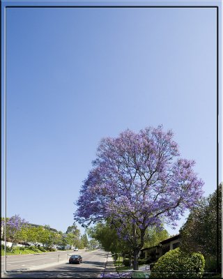 June 16:  Jacaranda Tree