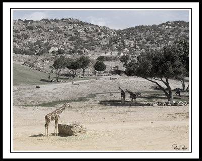 The Serengeti