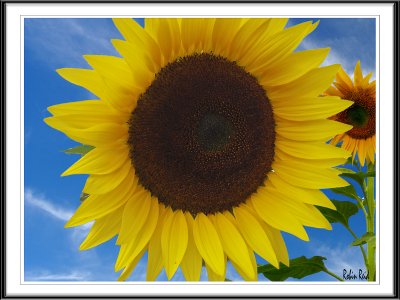 Aug 7:  Sunflowers