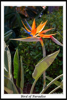 Bird of Paradise