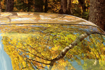 Windshield Painting