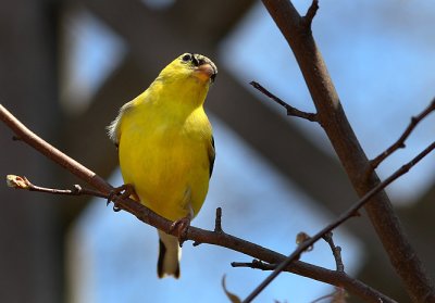 Spring 2007- Goldfinch 2