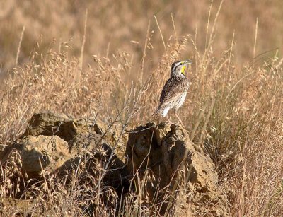 Prairie bird  {don't know the name }