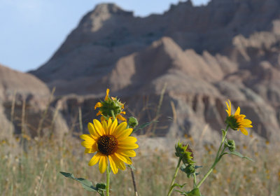 Sunflowers and Rock