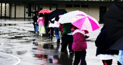 Pink Umbrella's