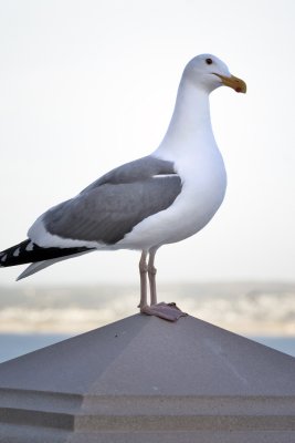 waitinggull.jpg