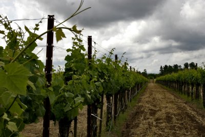 vineyard.jpg