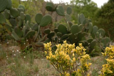 070325-183-Parque Cumbres - El Ciruelo.jpg