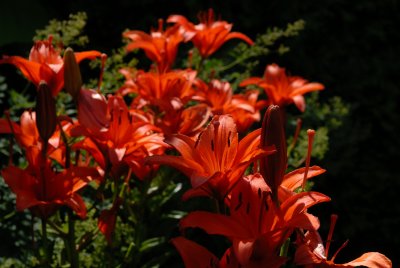070715-15-Jardin des Curiosites St-Ours.jpg