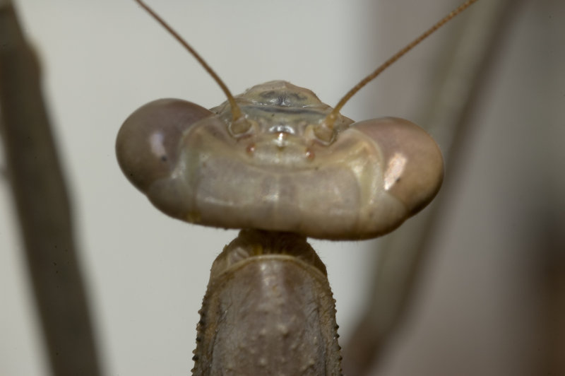 No, not a space creature...