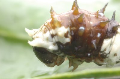Ugly caterpillar !!