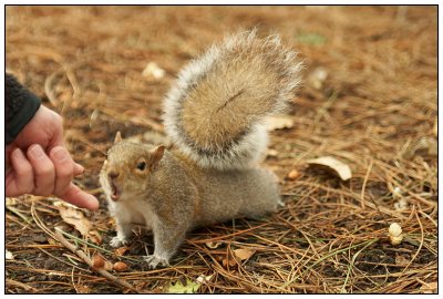Squirrel have your finger.jpg