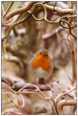 robin.jpg