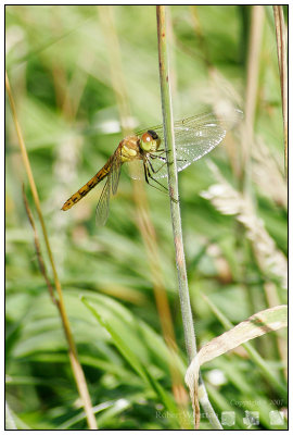 011 Dragonfly.jpg