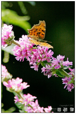 027 Dragonfly.jpg