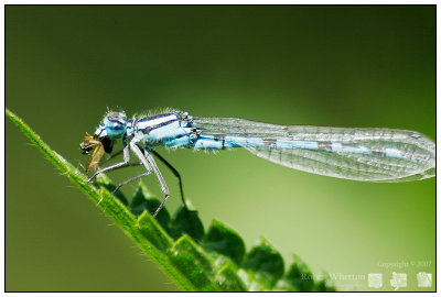 029 Dragonfly.jpg