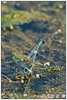 039 Dragonfly.jpg