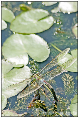 041 Dragonfly.jpg