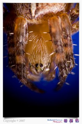 Spider looking at camera.jpg
