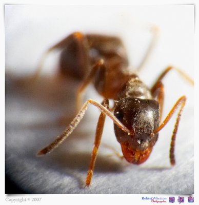 28 Ant Attack.jpg