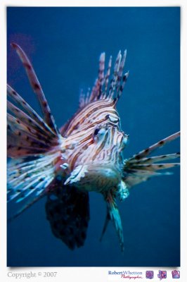 Tiger Fish.jpg
