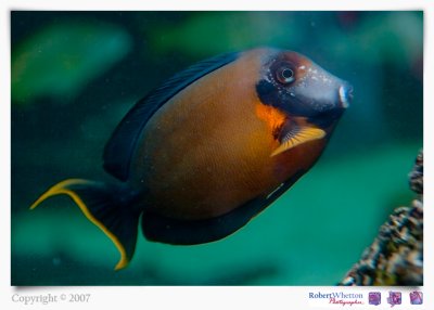 Orange Fishy.jpg