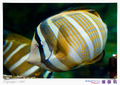 orange stripy fish.jpg