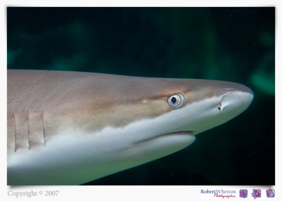 Shark.jpg