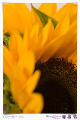 Sunflower.jpg