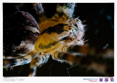 Spider 4.jpg