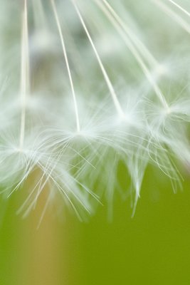 Dandilion Clock